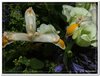 bloem00543