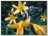 bloem00459
