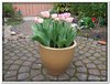 bloem00370
