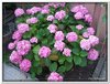 bloem00276
