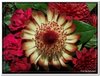 bloem00119