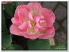 bloem00374