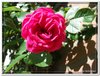 bloem00469