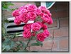 bloem00016