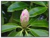 bloem00080