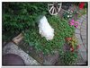 bloem00266