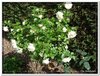 bloem00607