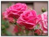 bloem00293