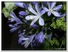 bloem00240