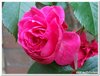 dscf3164