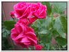 bloem00510
