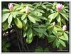 bloem00392