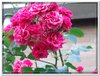 bloem00534