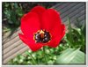 bloem00349