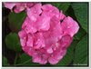 bloem00600