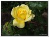 bloem00221