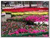 bloem00408