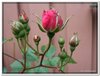 bloem00455