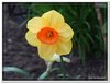 bloem00046