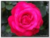 bloem00013