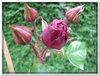bloem00453