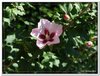 bloem00036