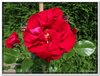 bloem00183