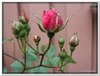 bloem00151