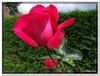bloem00180
