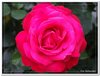 bloem00317
