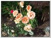 bloem00583