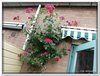 bloem00198