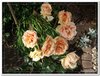 bloem00588