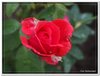 bloem00599