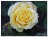 bloem00530