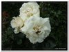 bloem00202