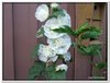 bloem00578