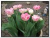 bloem00068