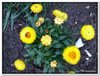 bloem00228