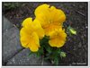 bloem00192