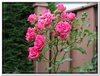 bloem00298