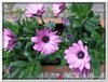 bloem00516