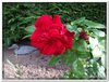 bloem00415