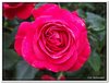 bloem00300