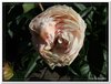 bloem00162