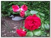 bloem00148