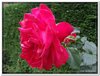 bloem00200