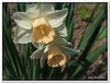 bloem00055