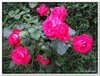 bloem00590
