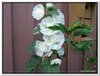 bloem00274